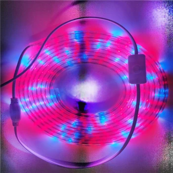 100M 50M LED Rastlín Rastú svetlá Pásy celé Spektrum Vodotesný IP67 AC220V Pre emisie Skleníkových Hydroponické Osiva ZELENINY Kvet Phyto Lampa Obrázok 5